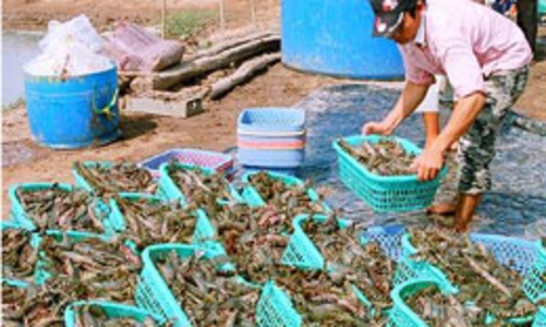 Năm 2010, tôm sú vẫn là sản phẩm xuất khẩu chủ lực?