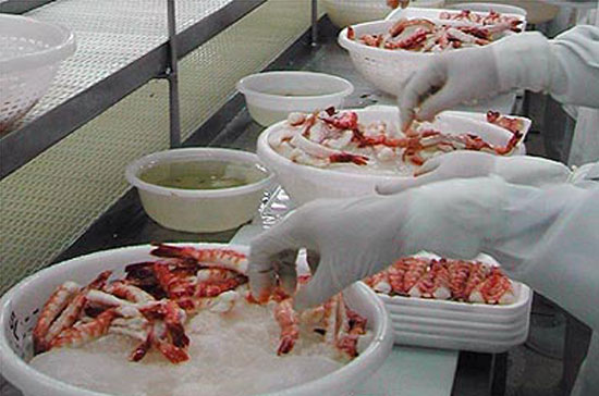Chế biên tôm xuất khẩu.