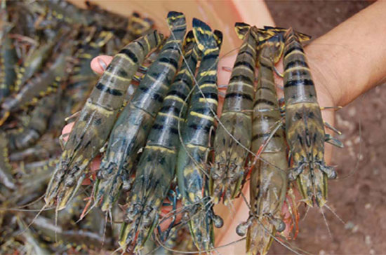 Quy định về trình tự thủ tục kiểm dịch thủy sản, sản phẩm thủy sản đang gây không ít khó khăn cho doanh nghiệp.