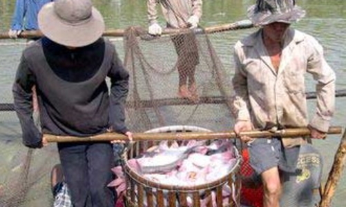 Loay hoay “giải cứu” cá tra
