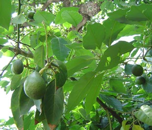 Bơ Đắc Lắc đã có thương hiệu.