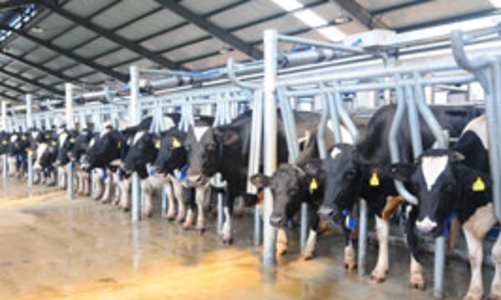 Vinamilk tăng giá thu mua sữa bò tươi nguyên liệu 