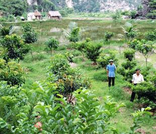 Tới đây, các chủ trang trại có thể được vay vốn hỗ trợ lãi suất tối đa đến 500 triệu đồng.
