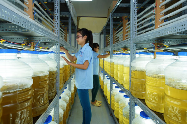 Trứng Artermia được nhập khẩu về làm thức ăn cho Tôm