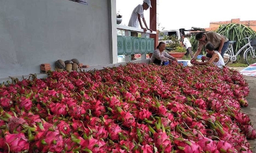 Xuất khẩu nông sản sang Trung Quốc sụt giảm