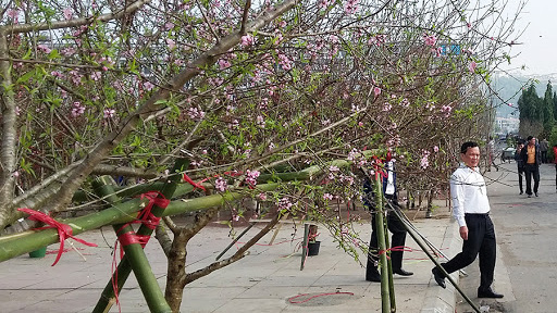 Nghiêm cấm chặt phá, vận chuyển, kinh doanh, sử dụng trái pháp luật cây và cành đào, mai từ rừng tự nhiên, rừng đặc dụng, rừng phòng hộ; xử lý nghiêm các trường hợp vi phạm theo quy định của pháp luật. 