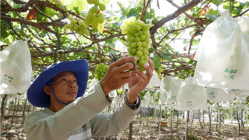Hình ảnh tại Hợp tác xã Nho Evergreen Ninh Thuận. Ảnh: Internet.