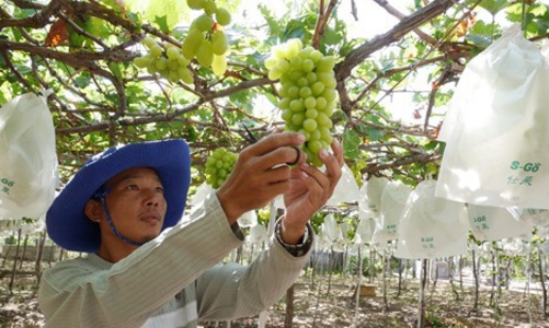 Liên kết hợp tác xã và vai trò của những 