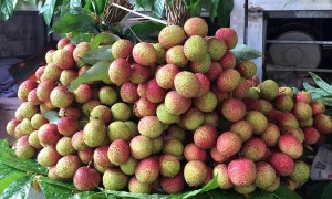 Vải Trung Quốc được mùa, vải Việt Nam rớt giá