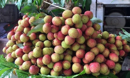 Vải Trung Quốc được mùa, vải Việt Nam rớt giá