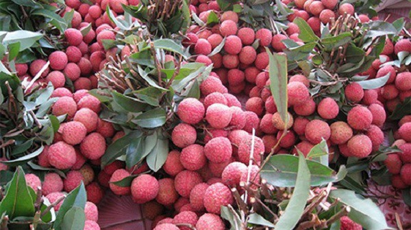 Hơn 99% vải thiều xuất khẩu của Bắc Giang sang thị trường Trung Quốc.