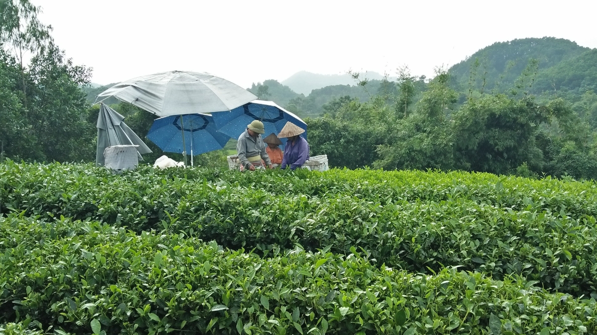 Từ nguồn vốn vay giải quyết việc làm đã giúp cho nhiều lao động phát triển kinh tế, có thu nhập tốt nhưng nguồn vốn còn rất ít. Ảnh minh họa - Thu Hằng. 