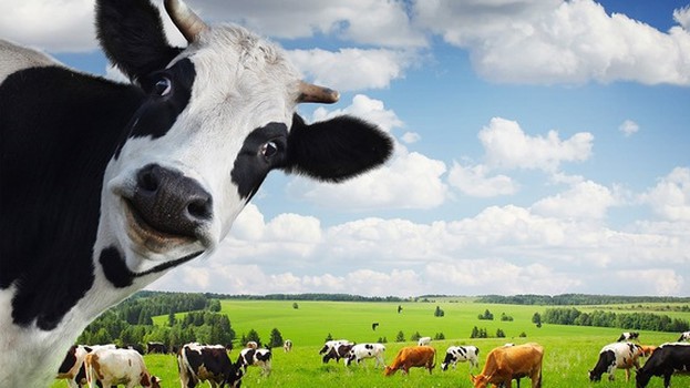 Vinamilk đang là doanh nghiệp sữa có thị phần lớn nhất Việt Nam. 