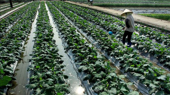 Chiến lược ưu tiên xây dựng các mô hình hợp tác xã gắn với chuỗi giá trị - Ảnh: TTXVN