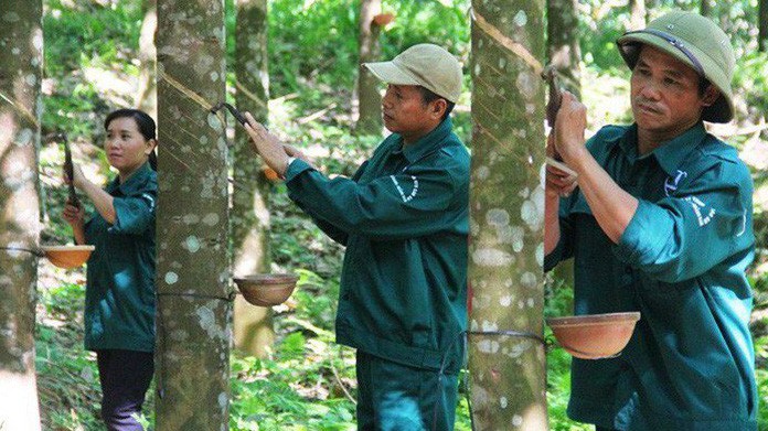 Kết quả thanh tra của Thanh tra Chính phủ cho thấy VRG đã có một số vi phạm.