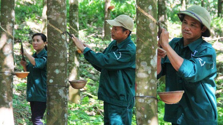 Tập đoàn duy trì tổng diện tích cao su đến 2020 khoảng 400.000 ha, trong đó trong nước khoảng 285.000 ha, nước ngoài 115.000 ha. 