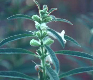 Vừng được xác định là một trong những loại cây có dầu chủ lực.