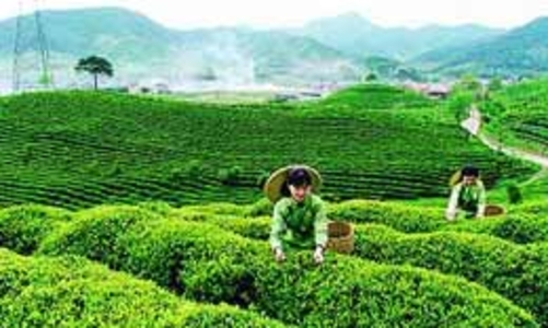 Giá chè xuất khẩu của Việt Nam tăng lên mức kỷ lục