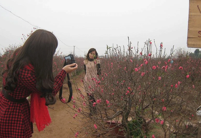 Chưa có nhiều khách mua, một số vườn đào đã thu tiền người tới chụp ảnh để tăng nguồn thu.