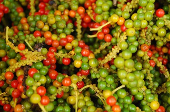 Vụ tiêu năm nay sẽ kết thúc vào cuối tháng 4 nhưng nhu cầu tiêu thụ tiêu trên thế giới bắt đầu tăng từ quý 2.