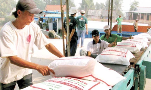 Có thể bị cấm xuất khẩu hai năm nếu bán phá giá gạo