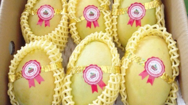 Mỗi năm Mỹ phải nhập gần 400.000 tấn xoài tươi, chủ yếu từ các quốc gia Trung Mỹ và Nam Mỹ.