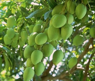 Chất lượng chưa đồng đều là nguyên nhân làm giảm giá trị của trái cây Việt Nam.