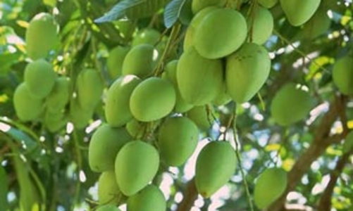 Doanh nghiệp và nông dân: Gian nan tìm tiếng nói chung
