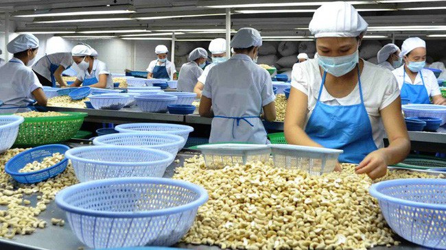 Năm 2017, sản lượng điều thô trong nước chỉ đáp ứng khoảng 20% nhu cầu chế biến xuất khẩu của các doanh nghiệp.