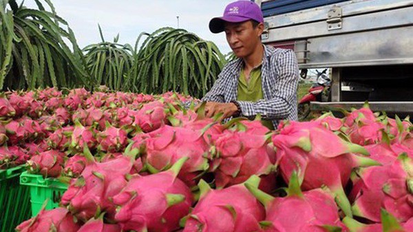 Xuất khẩu hoa quả sang Trung Quốc sẽ bị truy xuất nguồn gốc. 