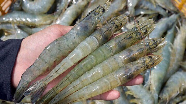 Xuất khẩu tôm giảm mạnh 