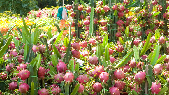 Nông sản sẽ là thị trường xuất khẩu chủ lực của Việt Nam.