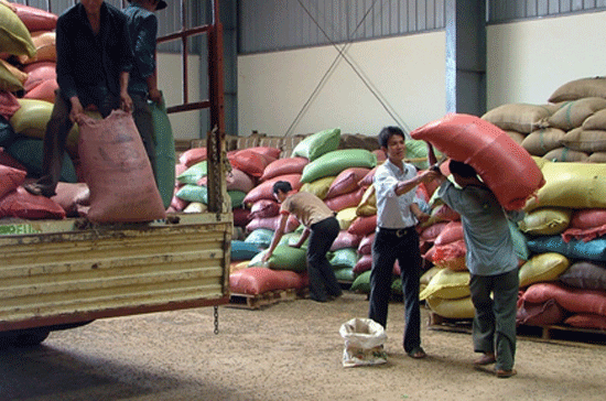 Chiến lược quốc gia cho ngành hàng cà phê Việt Nam mới đang được xây dựng.