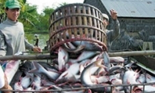 Cá tra không còn lo đầu ra
