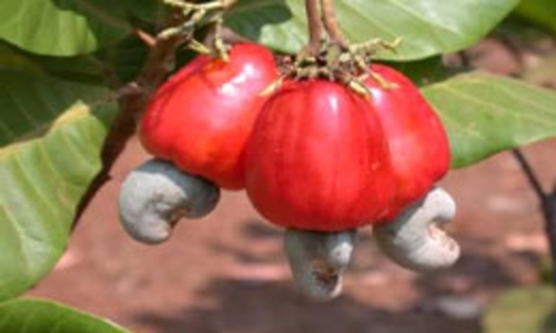 “Phập phồng” điều xuất khẩu