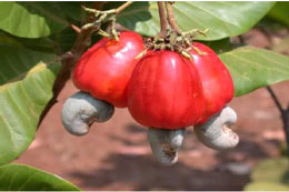 Sản lượng điều thô trong nước mới chỉ đáp ứng 50% nguồn nguyên liệu của ngành chế biến trong nước.