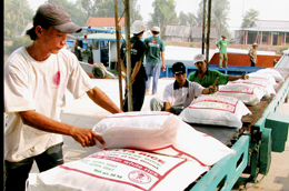 Gạo là mặt hàng nằm trong diện thí điểm bảo hiểm tín dụng xuất khẩu.