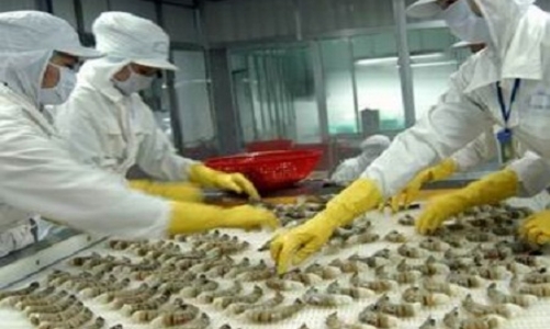 Xuất khẩu tôm có đạt kế hoạch? 
