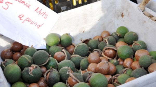 Mắc-ca, trên đường thành “cây chủ lực mới” Tây Nguyên