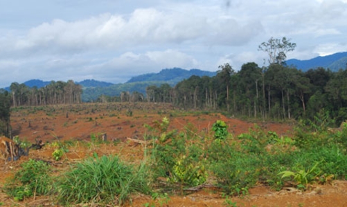 Hiệu quả đất nông lâm trường: “Thế này thì rất gay”