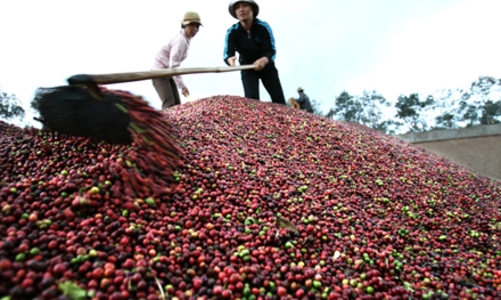 Gói 12.000 tỷ cho cà phê vẫn đang chờ... quy hoạch