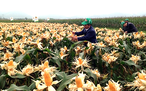 Một ruộng ngô biến đổi gien trên đồng ruộng miền Trung - Ảnh: VNN.<br>