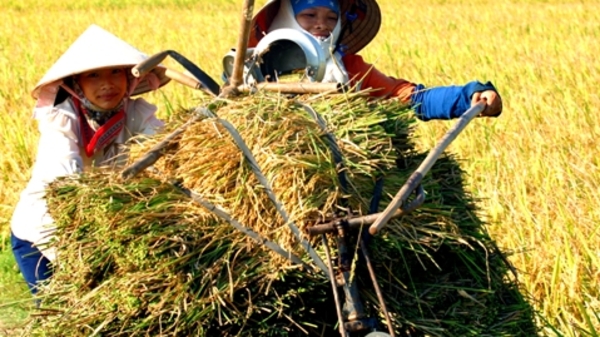 Nông nghiệp Việt Nam đang “tự giẫm chân mình”