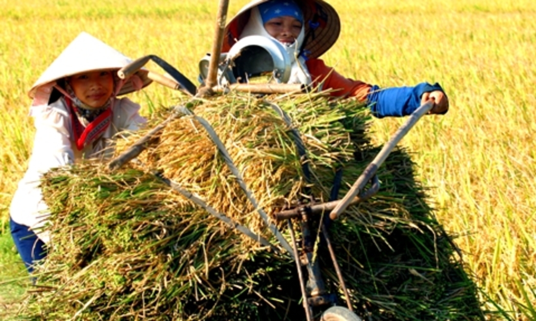 Nông nghiệp Việt Nam đang đứng trước thời điểm thách thức.