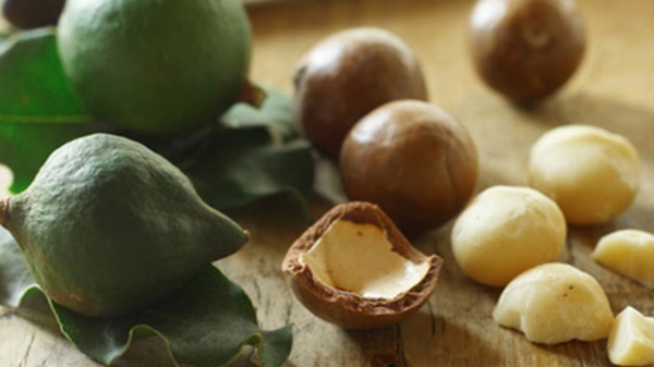 Đưa mắc-ca vào Tây Nguyên: Họ đã nói...