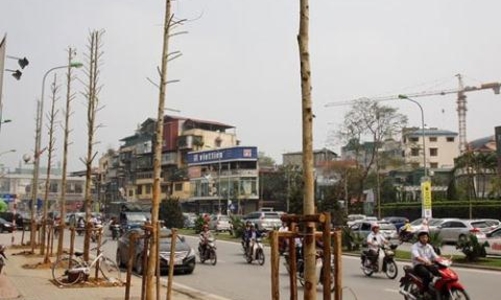 Chính phủ yêu cầu Hà Nội làm rõ vụ thay cây