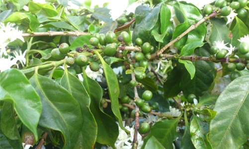 Ban Chỉ đạo Tây Nguyên đề xuất đưa mắc-ca thành cây mũi nhọn