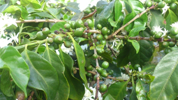 Ban Chỉ đạo Tây Nguyên đề xuất đưa mắc-ca thành cây mũi nhọn