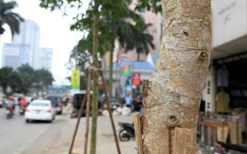 Hàng cây được trồng mới trên đường Nguyễn Chí Thanh, Hà Nội.<br>