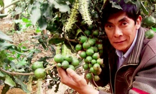 Phát triển mắc-ca: “Không chỉ bàn, mà làm luôn!”